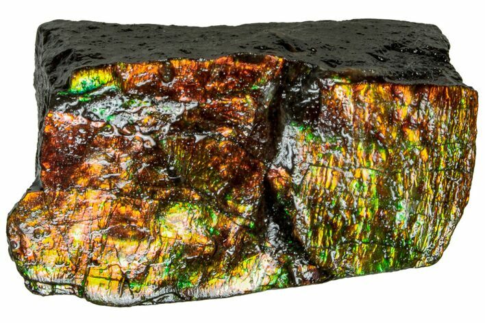 Iridescent Ammolite (Fossil Ammonite Shell) - Alberta #311402